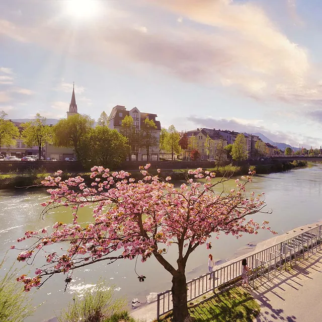 Villach blühende Bäume am Fluss